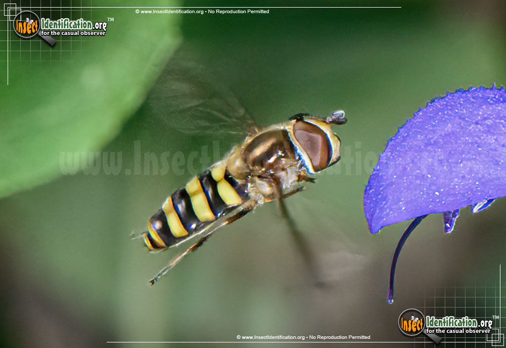 Full-sized image #2 of the American-Hover-Fly
