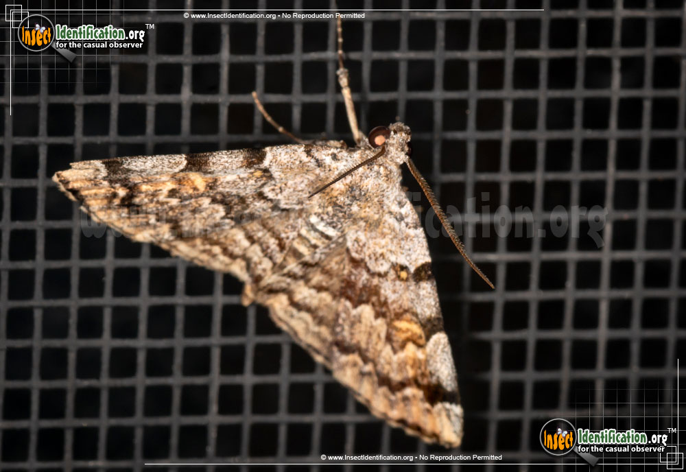 Full-sized image #3 of the American-Idia-Moth