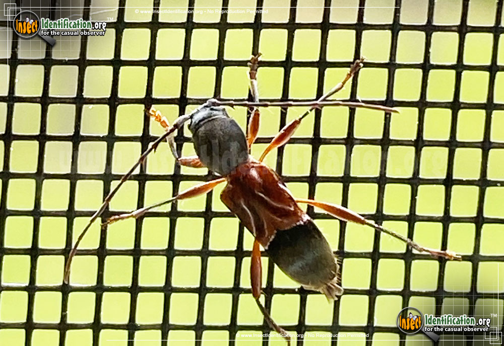 Full-sized image #2 of the Ant-Like-Longhorn-Beetle