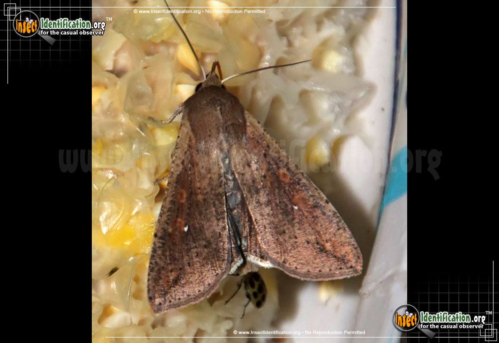 Full-sized image of the Armyworm-Moth
