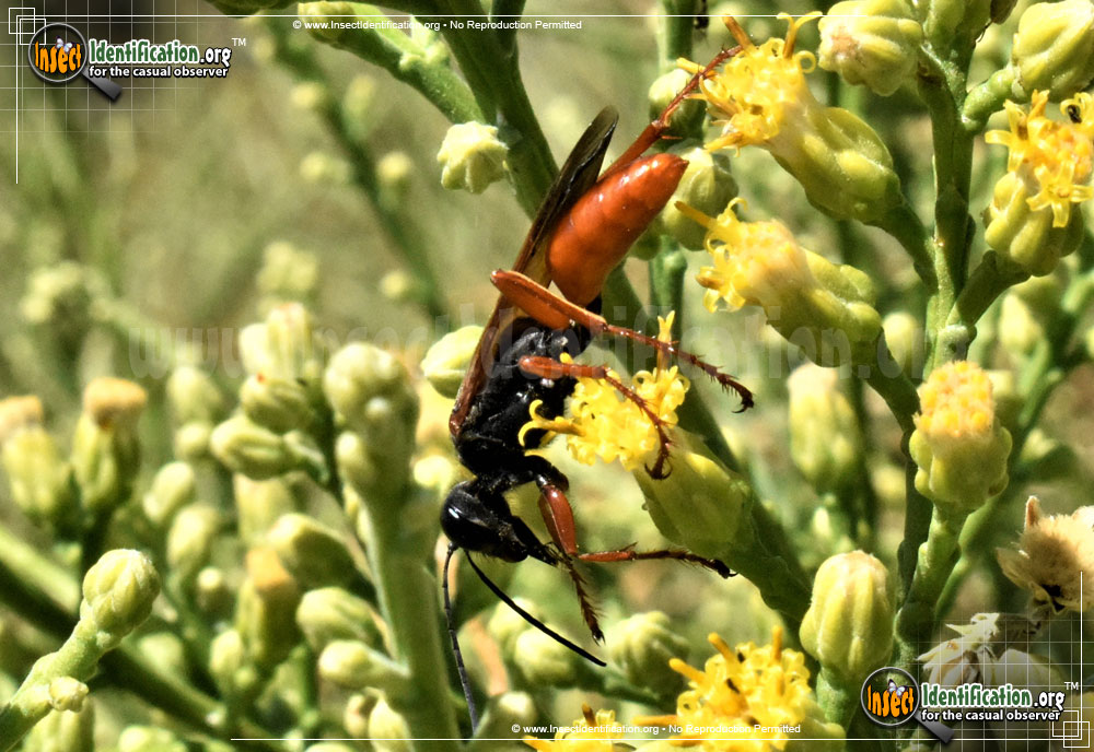 Full-sized image #2 of the Ashmeads-Digger-Wasp