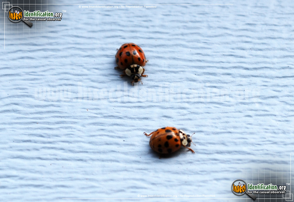 Full-sized image #8 of the Asian-Multicolored-Lady-Beetle