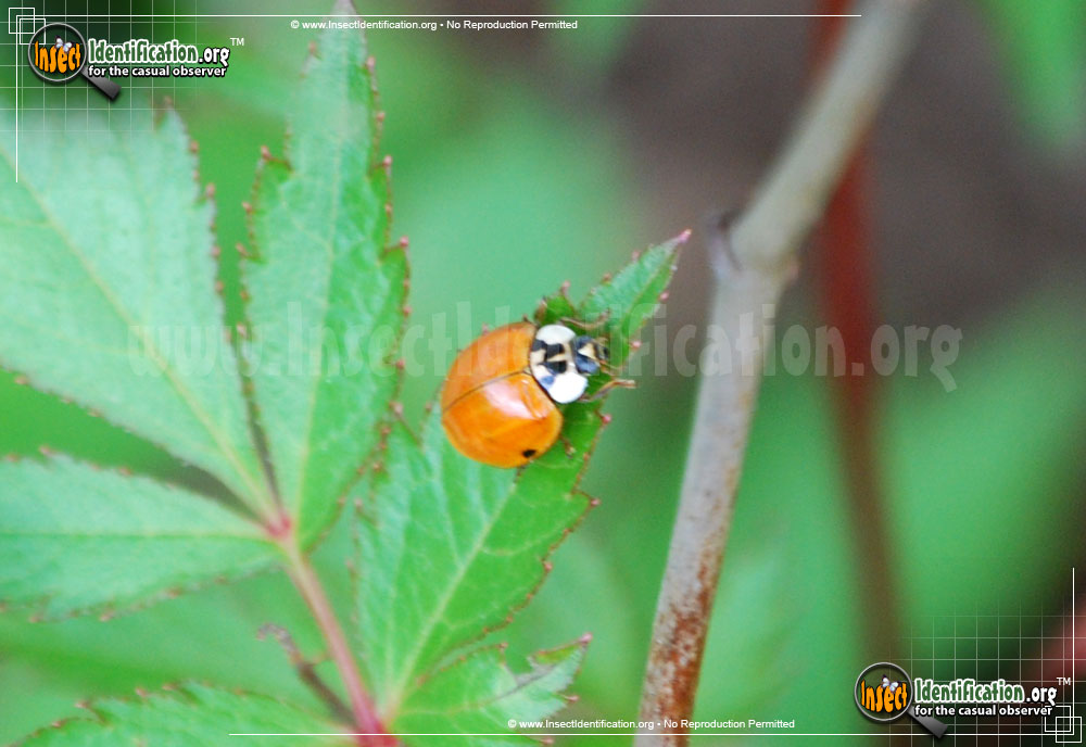 Full-sized image #10 of the Asian-Multicolored-Lady-Beetle