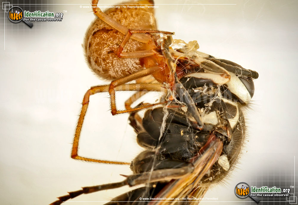 Full-sized image #9 of the Bald-Faced-Hornet