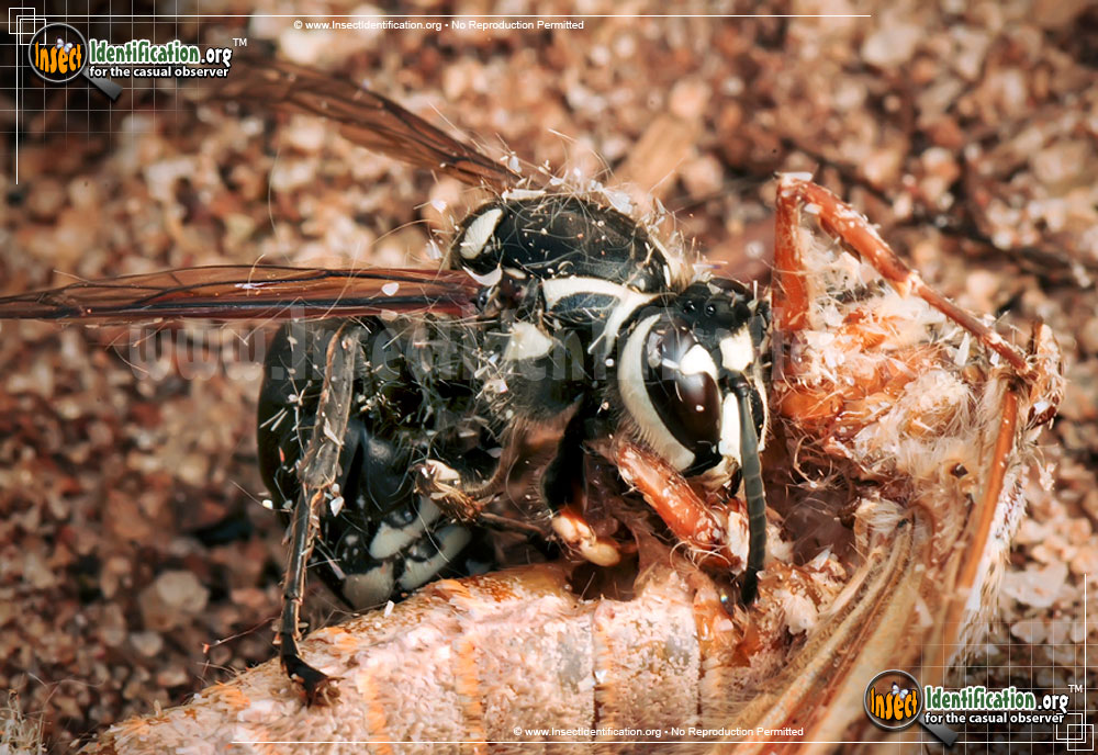 Full-sized image #13 of the Bald-Faced-Hornet