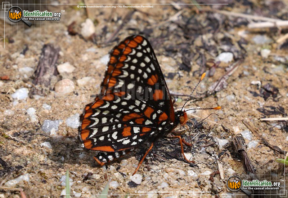 Full-sized image #2 of the Baltimore-Checkerspot-Butterfly