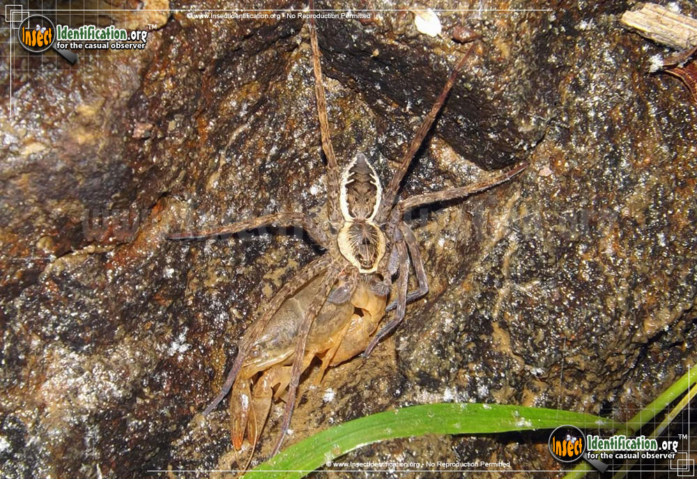 Full-sized image of the Banded-Fishing-Spider