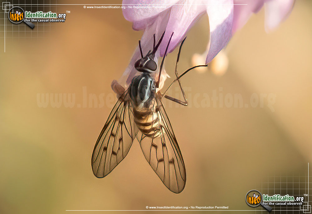 Full-sized image #2 of the Bee-Fly-Poecilognathus