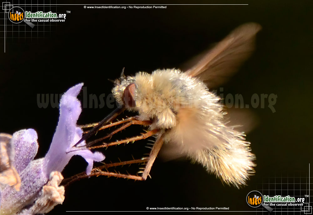 Full-sized image of the Bee-Fly-Systoechus-vulgaris