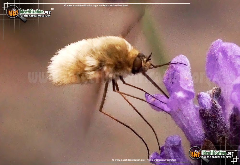 Full-sized image #3 of the Bee-Fly-Systoechus-vulgaris