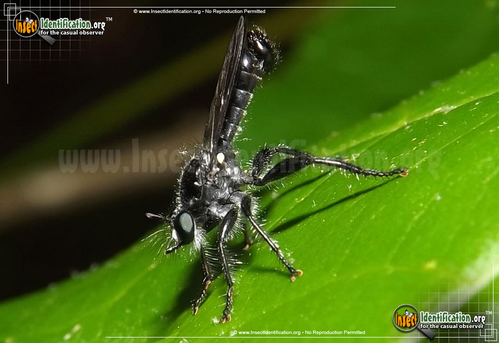 Full-sized image of the Bee-Like-Robber-Fly