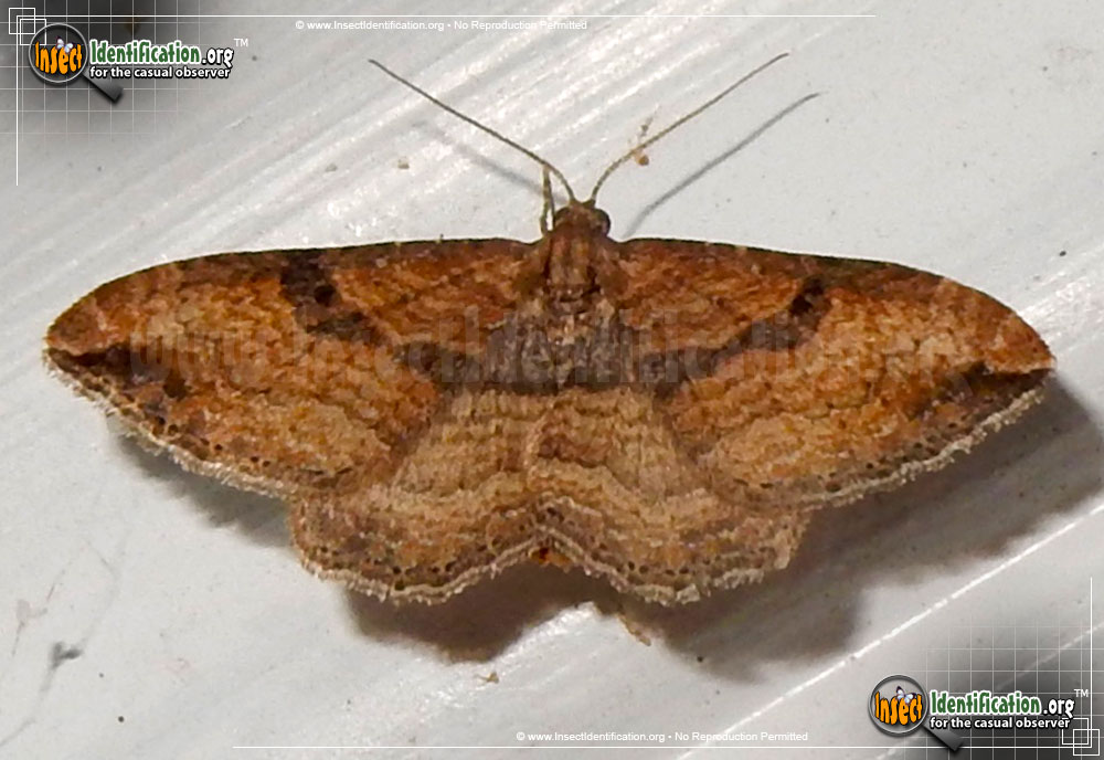 Full-sized image #3 of the Bent-Line-Carpet-Moth