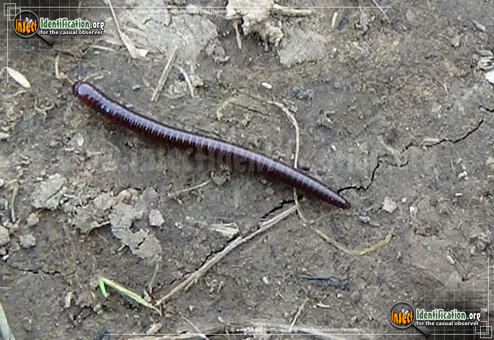 Full-sized image of the Brown-Millipede
