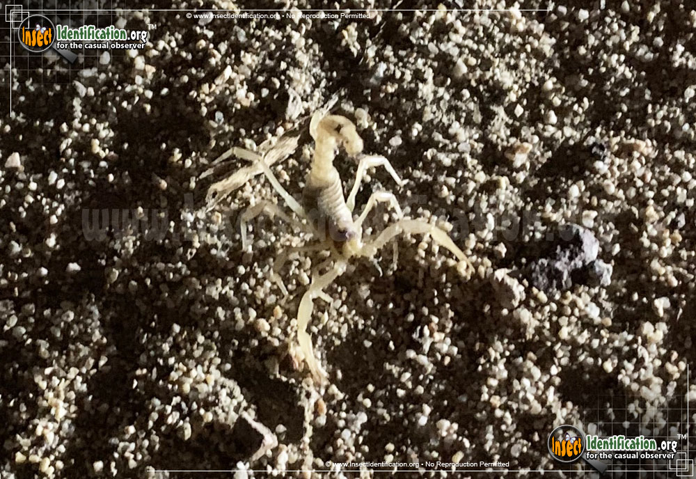 Full-sized image #3 of the California-Common-Scorpion