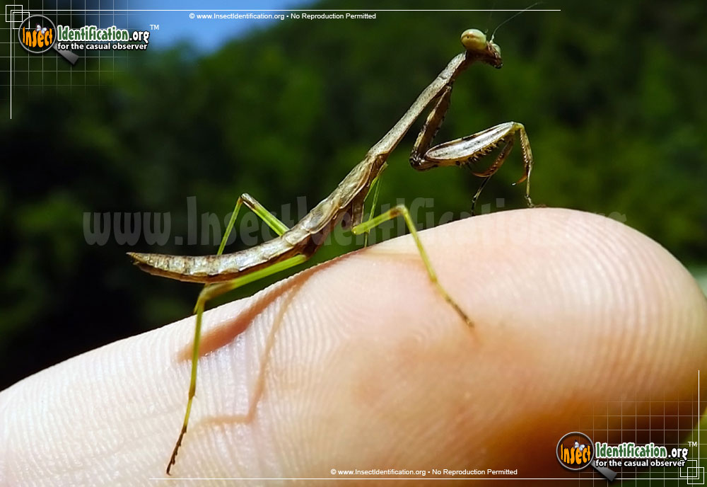 Full-sized image #8 of the Carolina-Mantis
