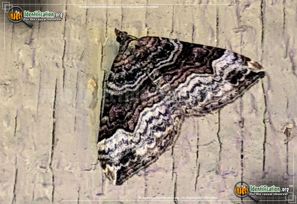 Full-sized image of the Carpet-Moth