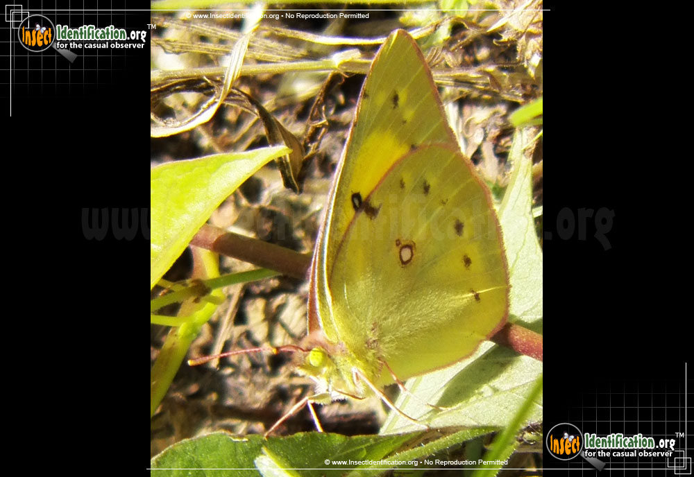 Full-sized image #4 of the Clouded-Sulphur-Butterfly