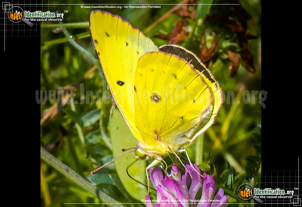Full-sized image #3 of the Clouded-Sulphur-Butterfly