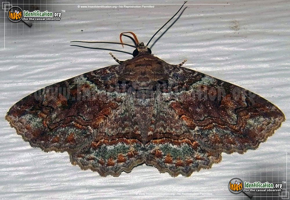 Full-sized image of the Colorful-Zale-Moth