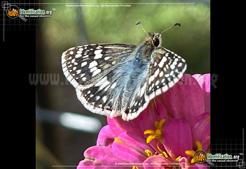 Full-sized image #6 of the Common-Checkered-Skipper