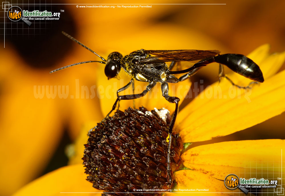 Full-sized image #2 of the Common-Thread-Waisted-Wasp-Eremnophila-aureonotata