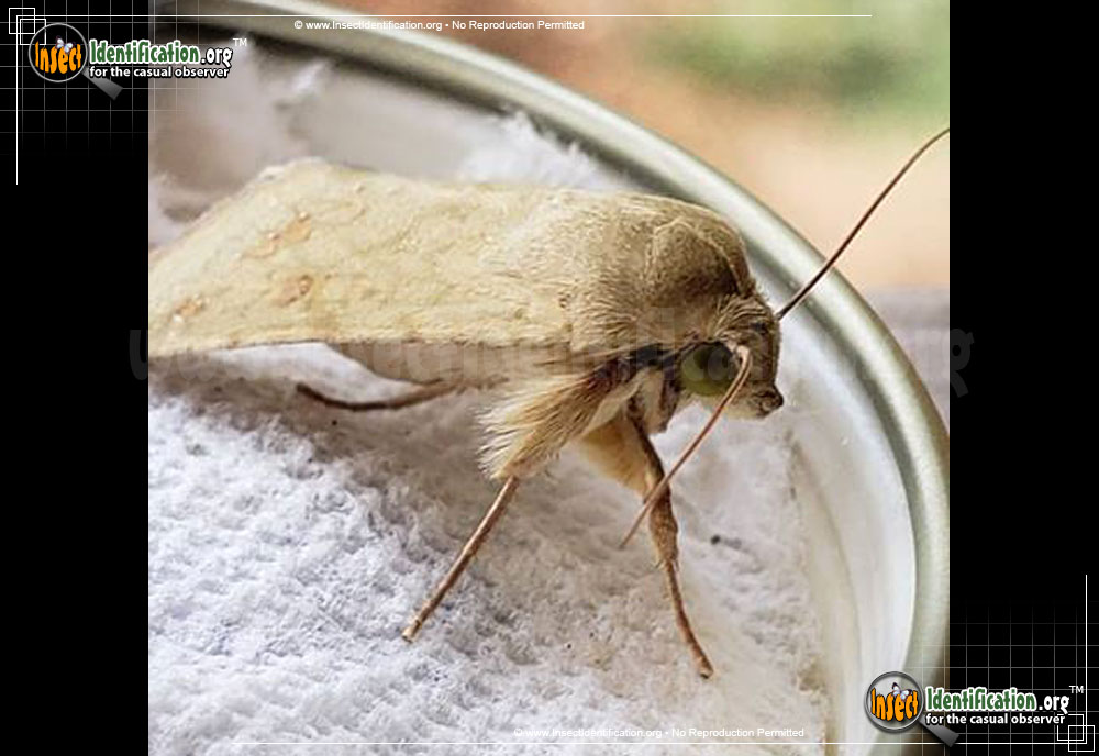 Full-sized image #5 of the Corn-Earworm-Moth