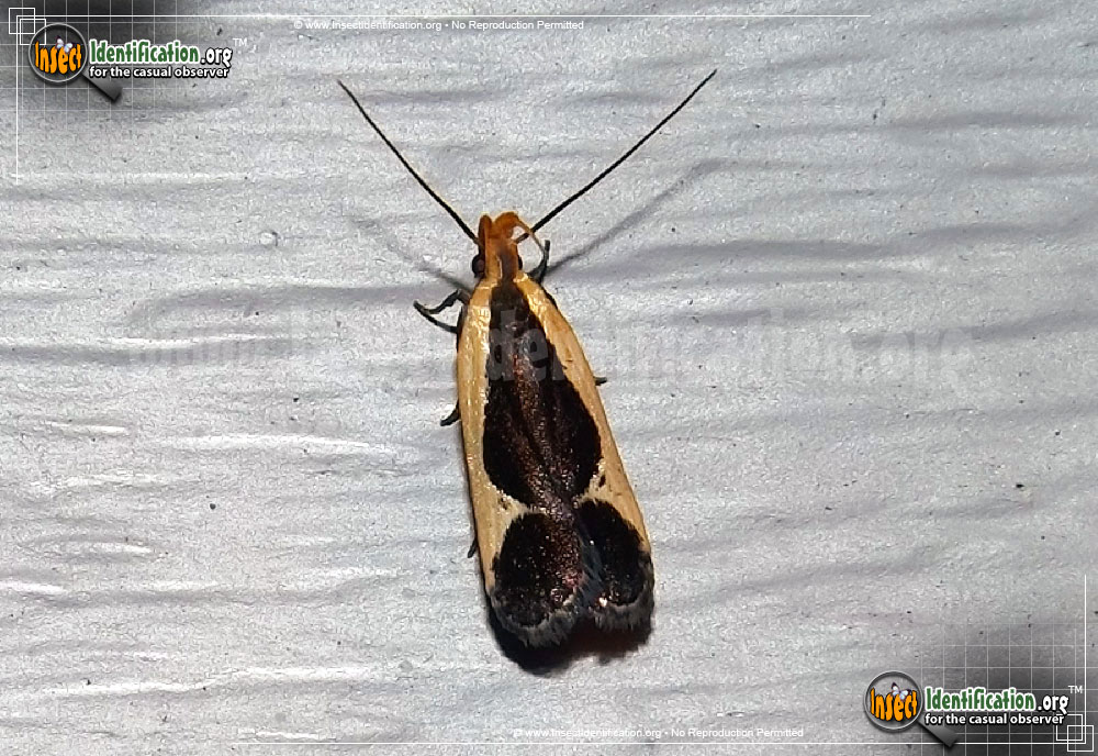 Full-sized image of the Cream-Bordered-Dichomeris-Moth