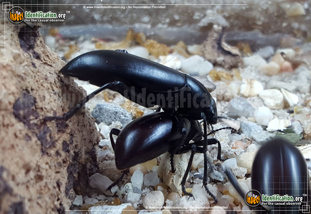 Full-sized image of the Desert-Stink-Beetle