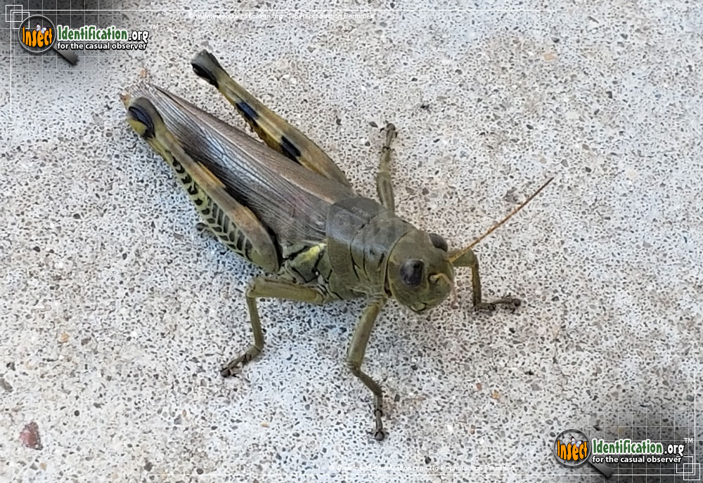Full-sized image of the Differential-Grasshopper