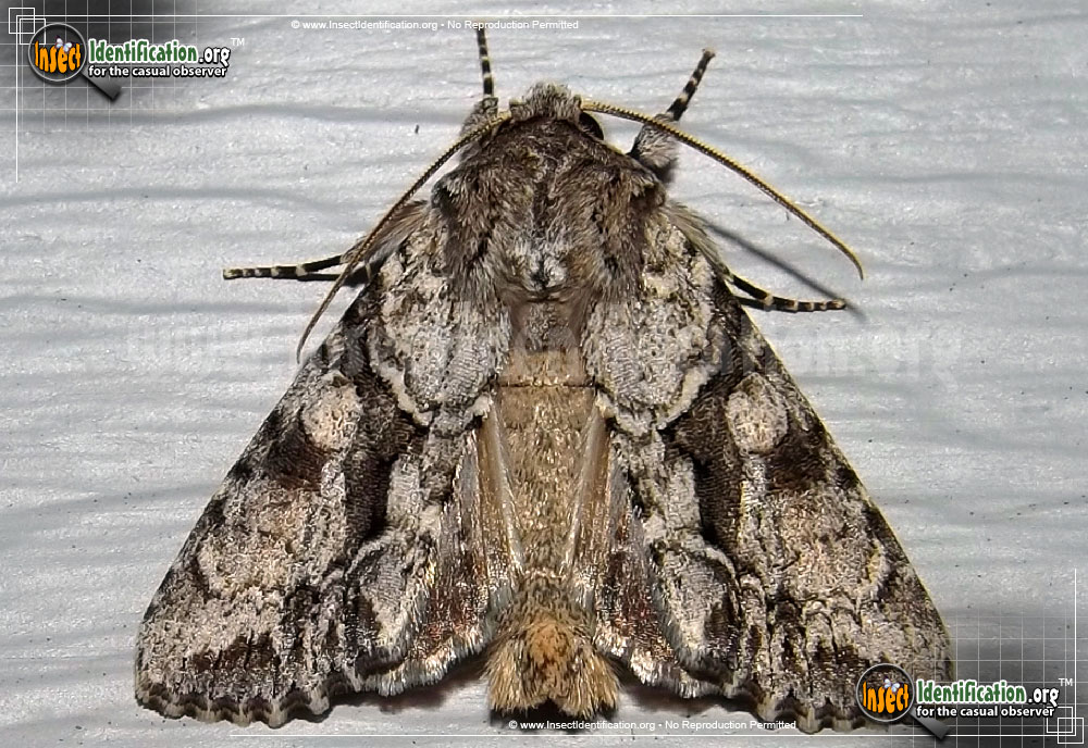 Full-sized image of the Distinct-Quaker-Moth
