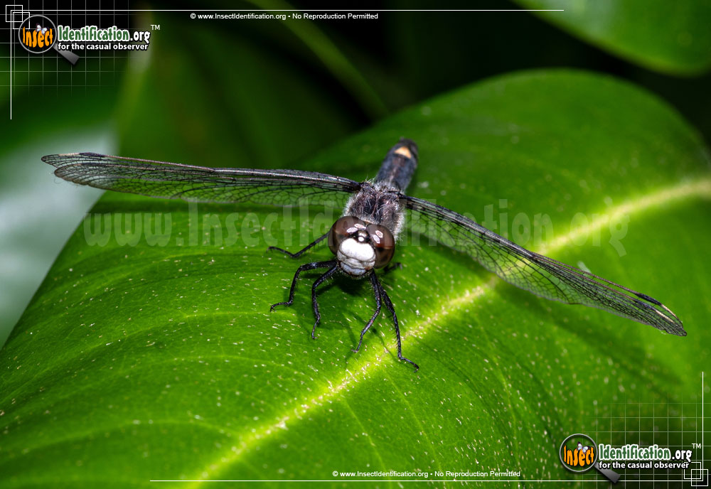 Full-sized image of the Dot-Tailed-Whiteface-Dragonfly