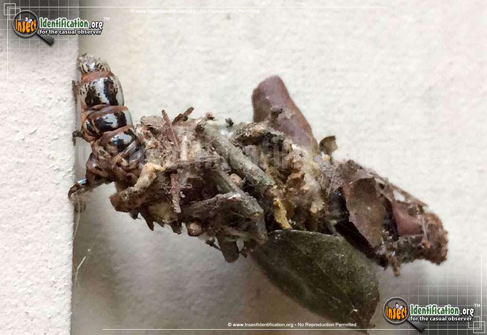 Full-sized image #2 of the Evergreen-Bagworm-Moth
