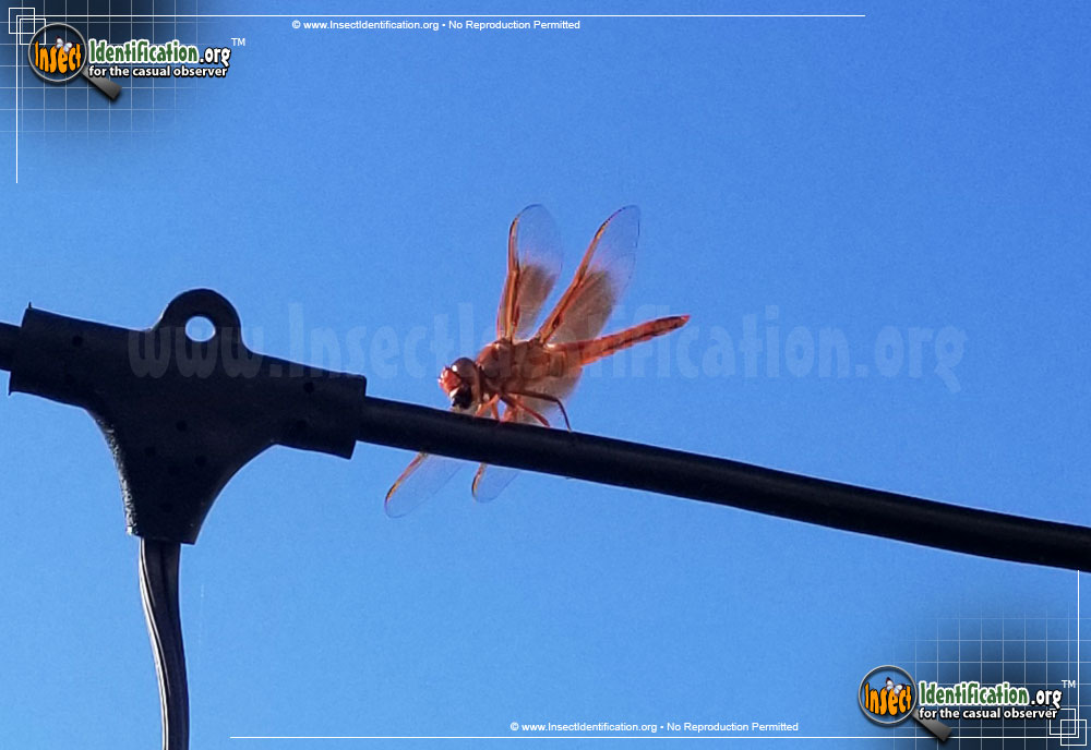 Full-sized image #8 of the Flame-Skimmer-Dragonfly