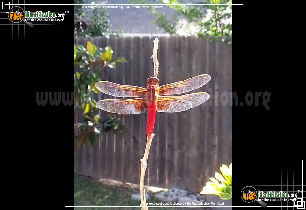 Full-sized image #2 of the Flame-Skimmer-Dragonfly