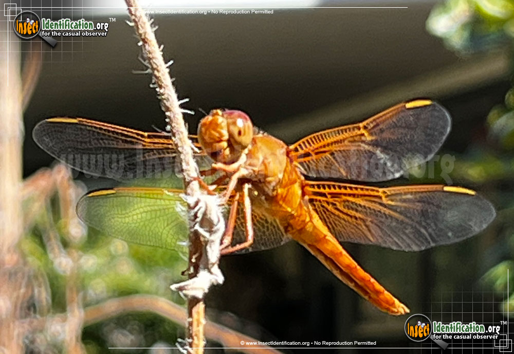 Full-sized image #5 of the Flame-Skimmer-Dragonfly