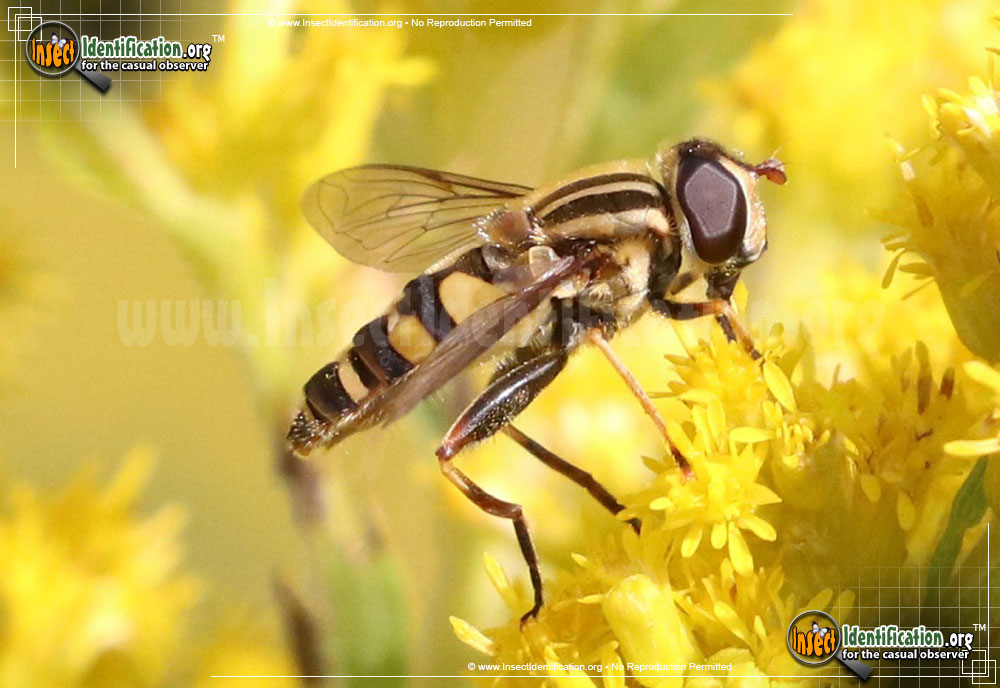 Full-sized image #5 of the Flower-Fly-Helophilus-fasicatus