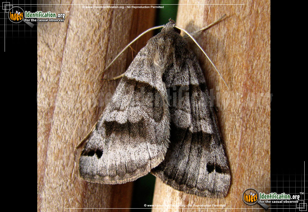 Full-sized image #2 of the Forage-Looper-Moth
