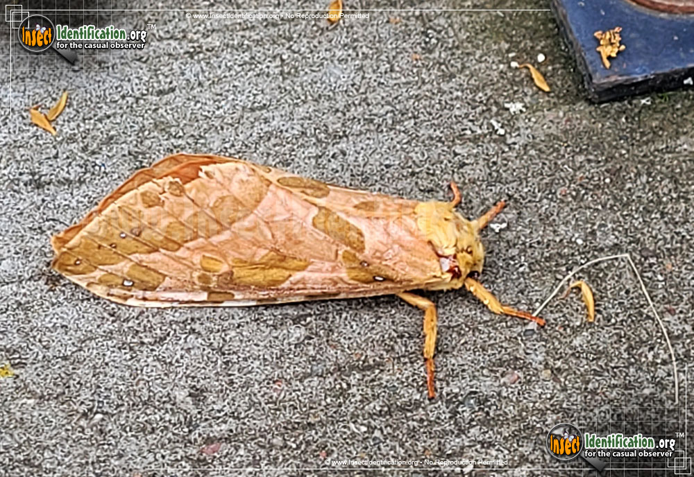 Full-sized image of the Four-Spotted-Ghost-Moth
