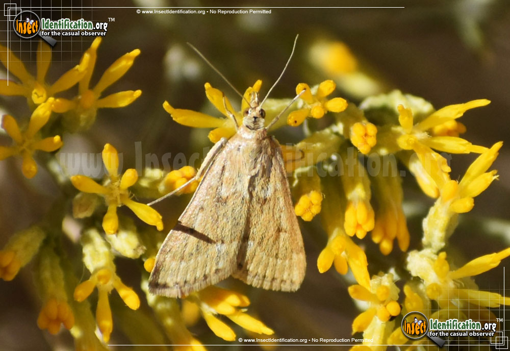 Full-sized image of the Garden-Webworm-Moth