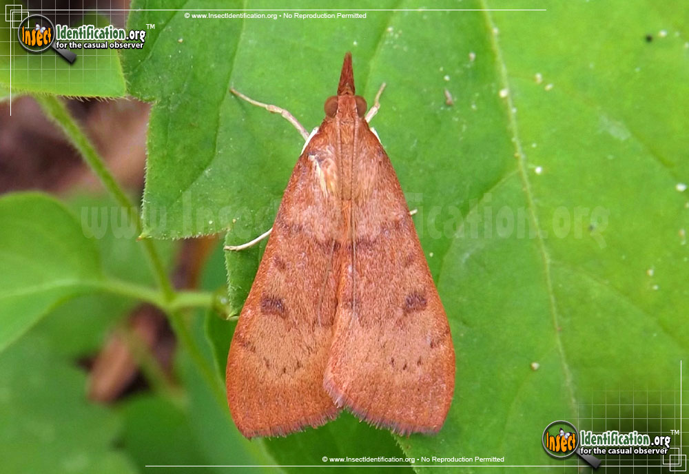 Full-sized image of the Genista-Broom-Moth