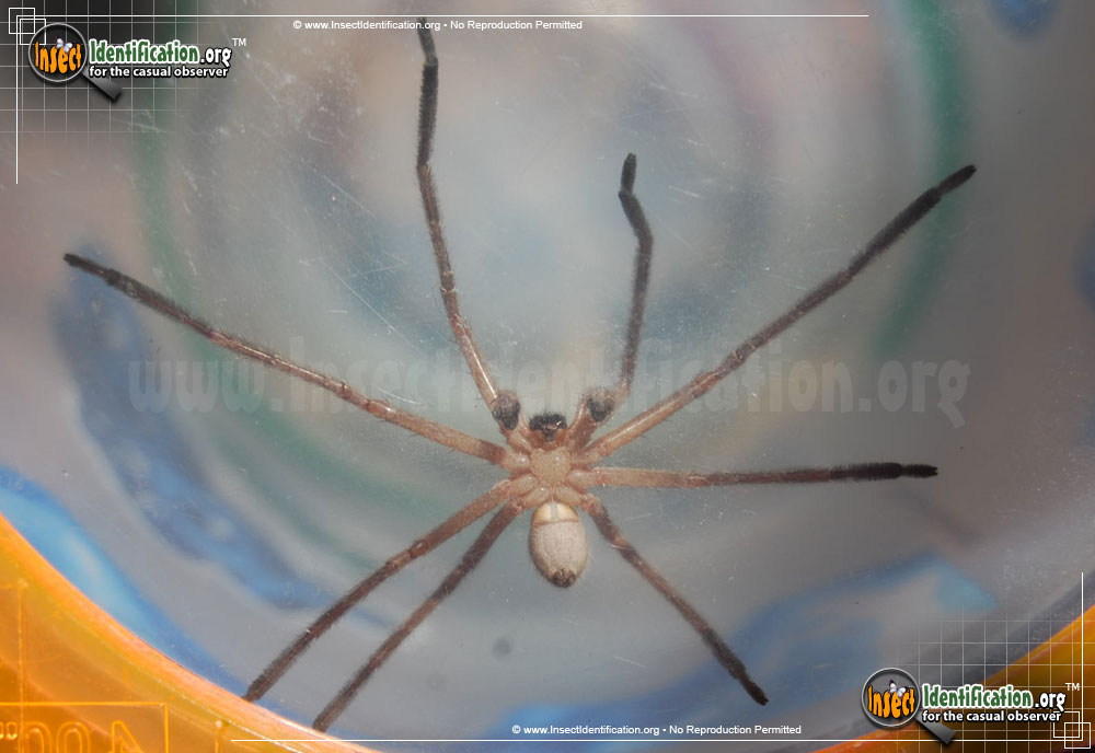 Full-sized image #3 of the Giant-Crab-Spider