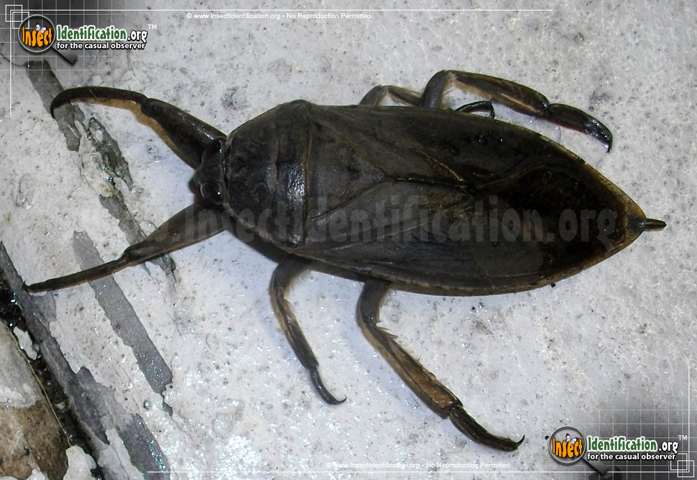 Full-sized image #6 of the Giant-Water-Bug