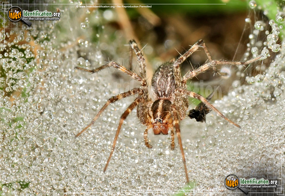 Full-sized image of the Grass-Spider