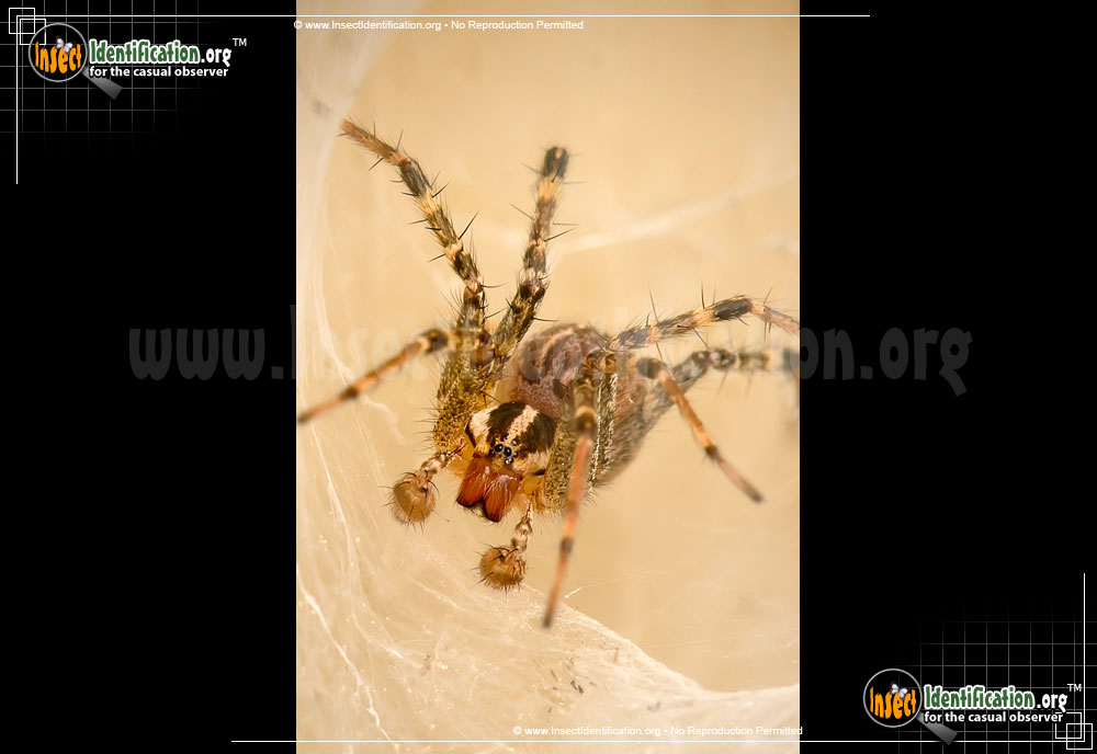 Full-sized image #11 of the Grass-Spider