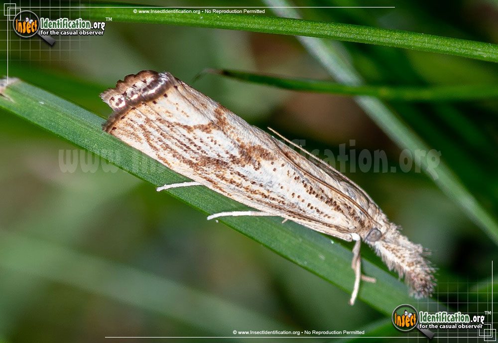 Full-sized image of the Grass-Veneer-Moth-Agriphila