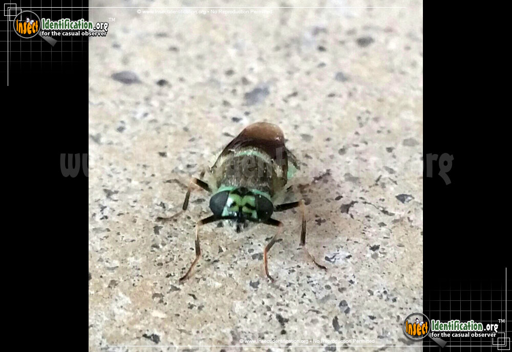 Full-sized image #2 of the Green-and-Black-Soldier-Fly