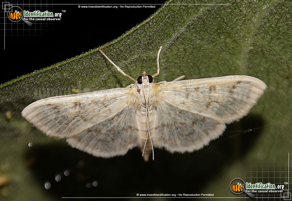 Full-sized image of the Herpetogramma-abdominalis-Moth