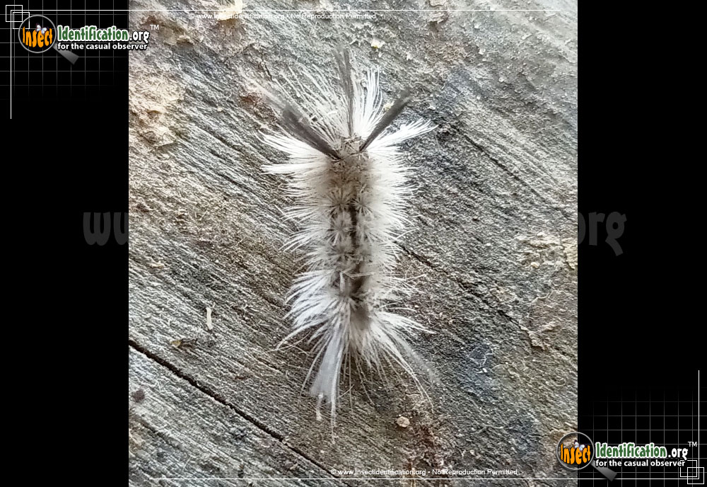 Full-sized image #4 of the Hickory-Tussock-Moth