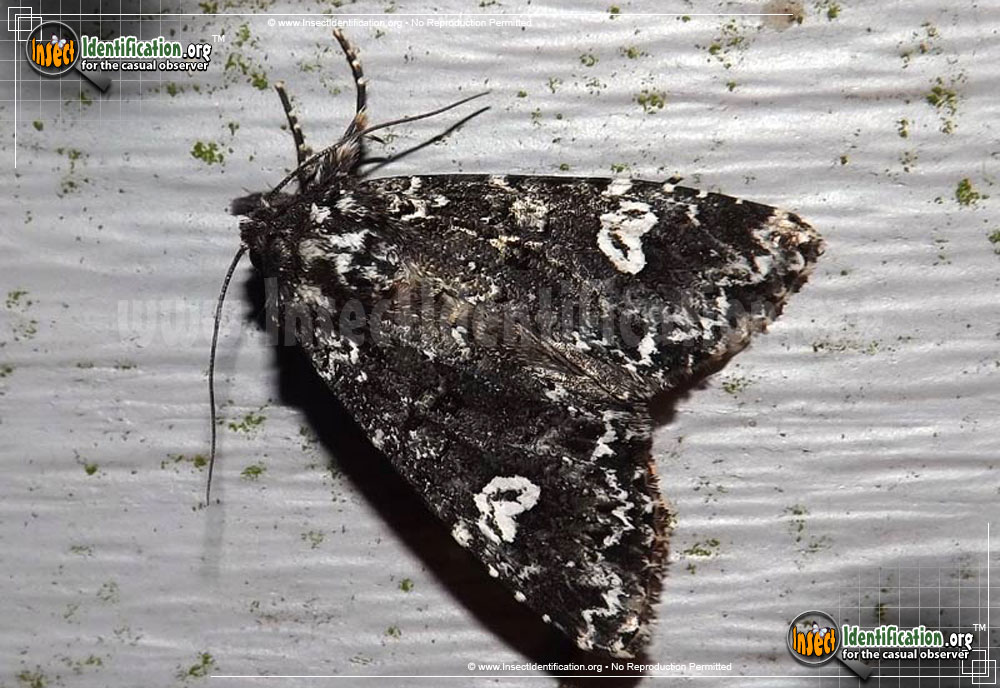 Full-sized image of the Hitched-Arches-Moth