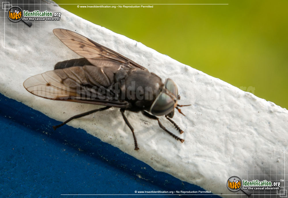 Full-sized image #3 of the Horse-Fly